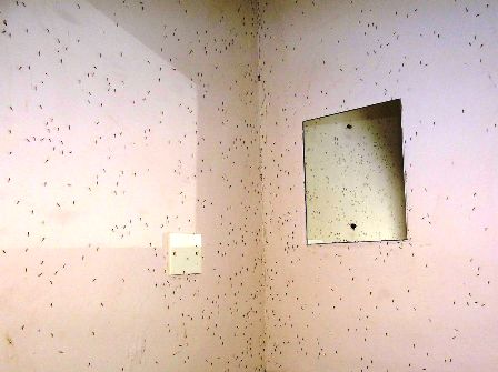 Walls of a bathroom on the shores of Lake Victoria, Tanzania, that have been sprayed with DDT